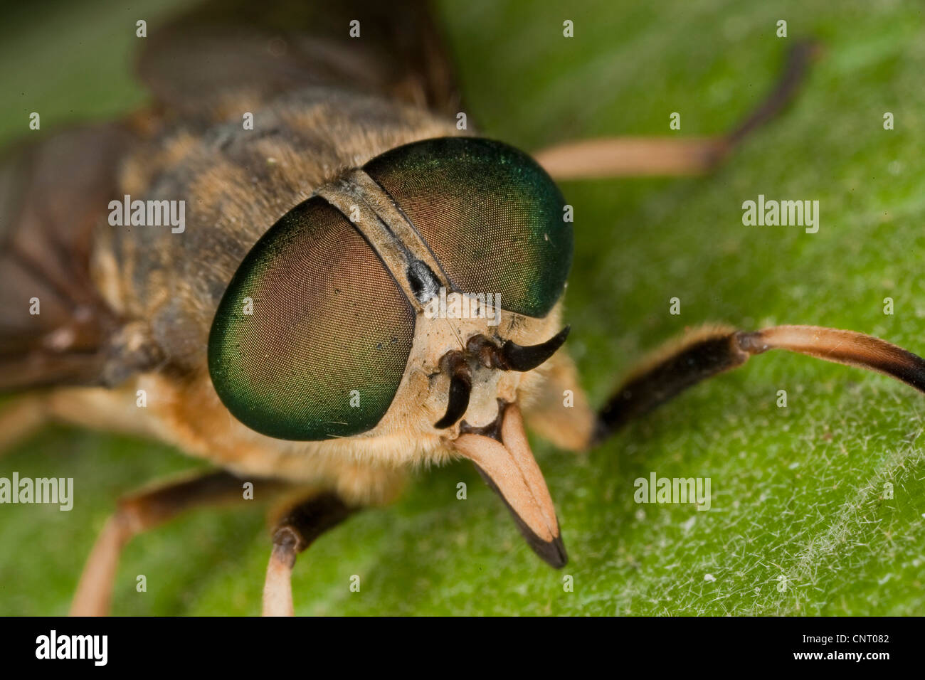 large horsefly (Tabanus bovinus), with stinging mandibles and compound eyes, Germany Stock Photo