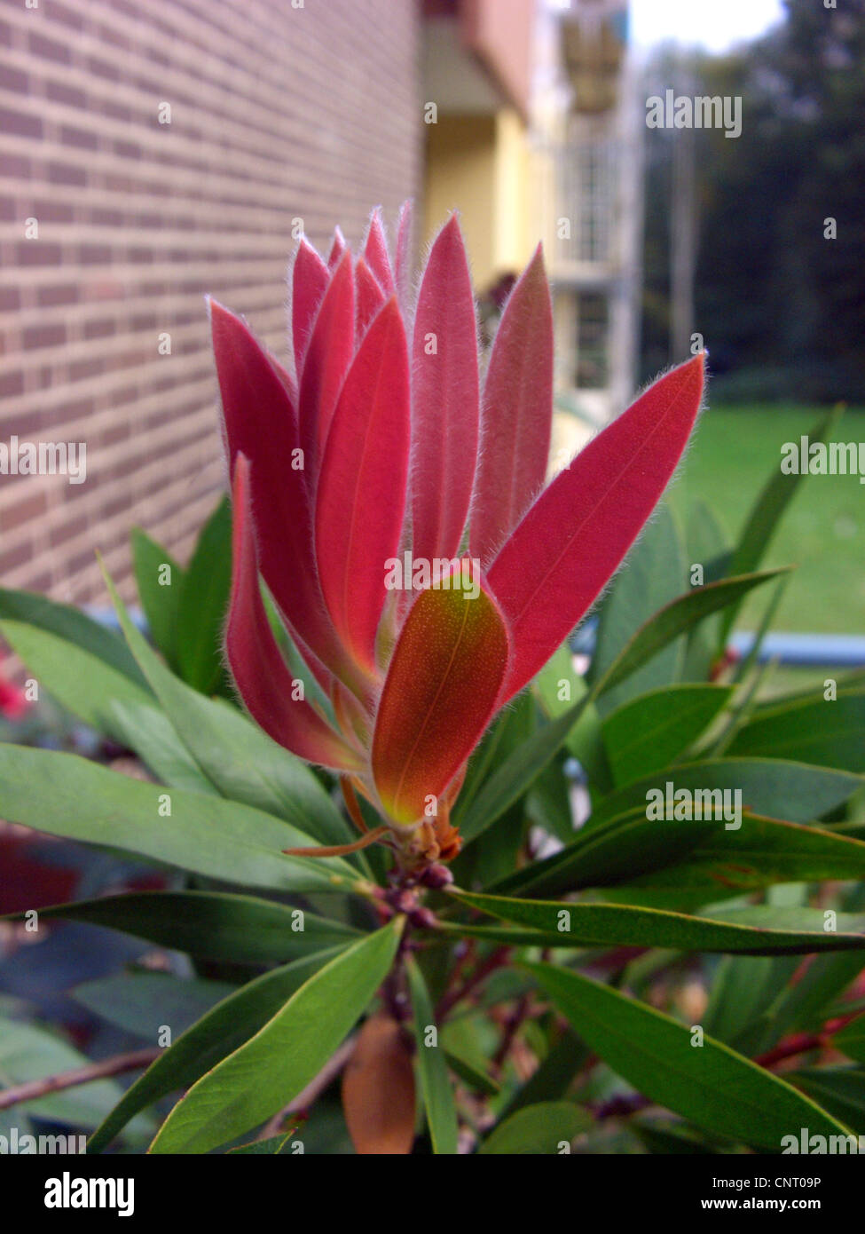 Red bottlebrush, Weeping bottlebush (Callistemon spec.), red coloured