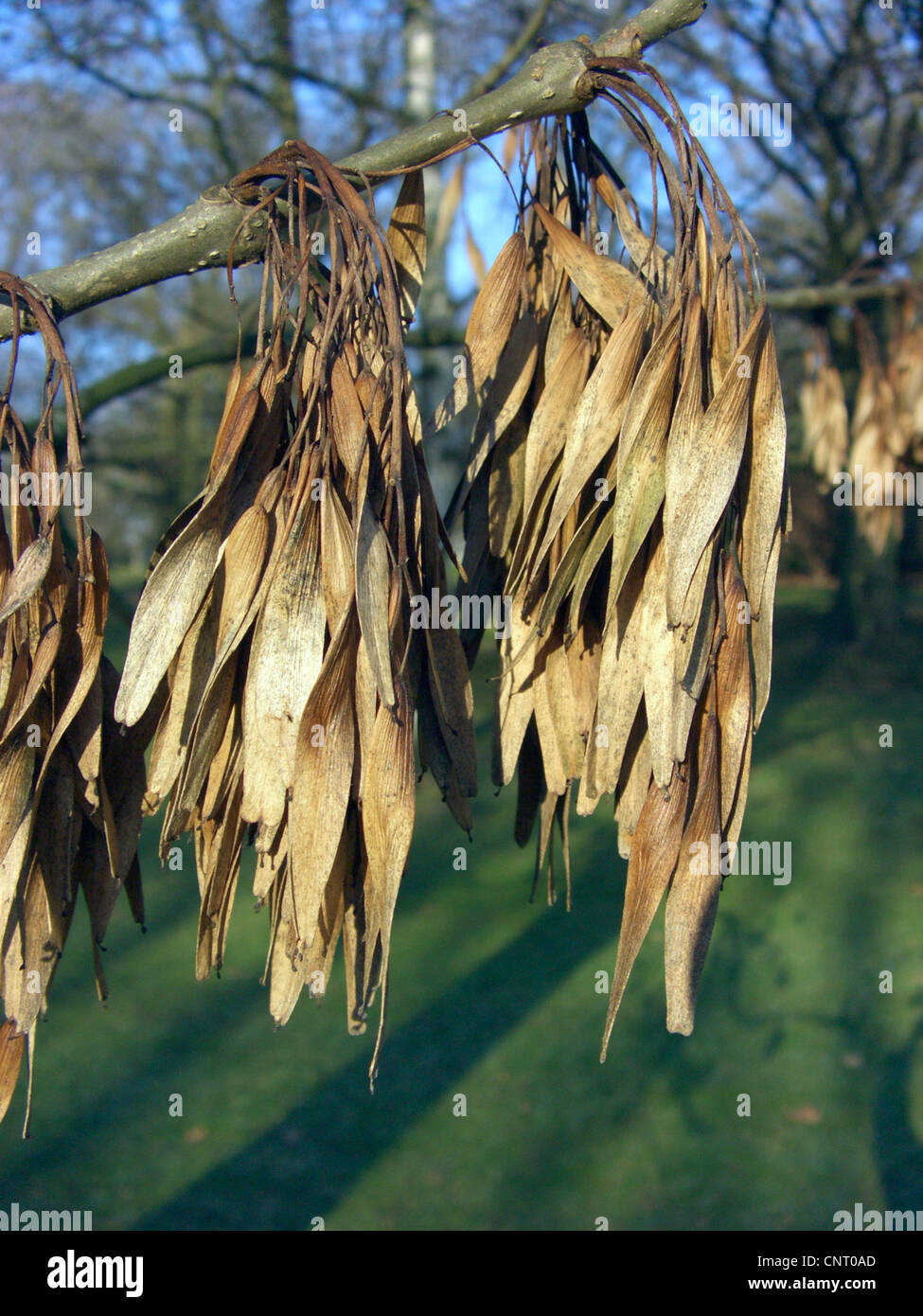 common ash, European ash (Fraxinus excelsior), fruits in winter, Germany Stock Photo