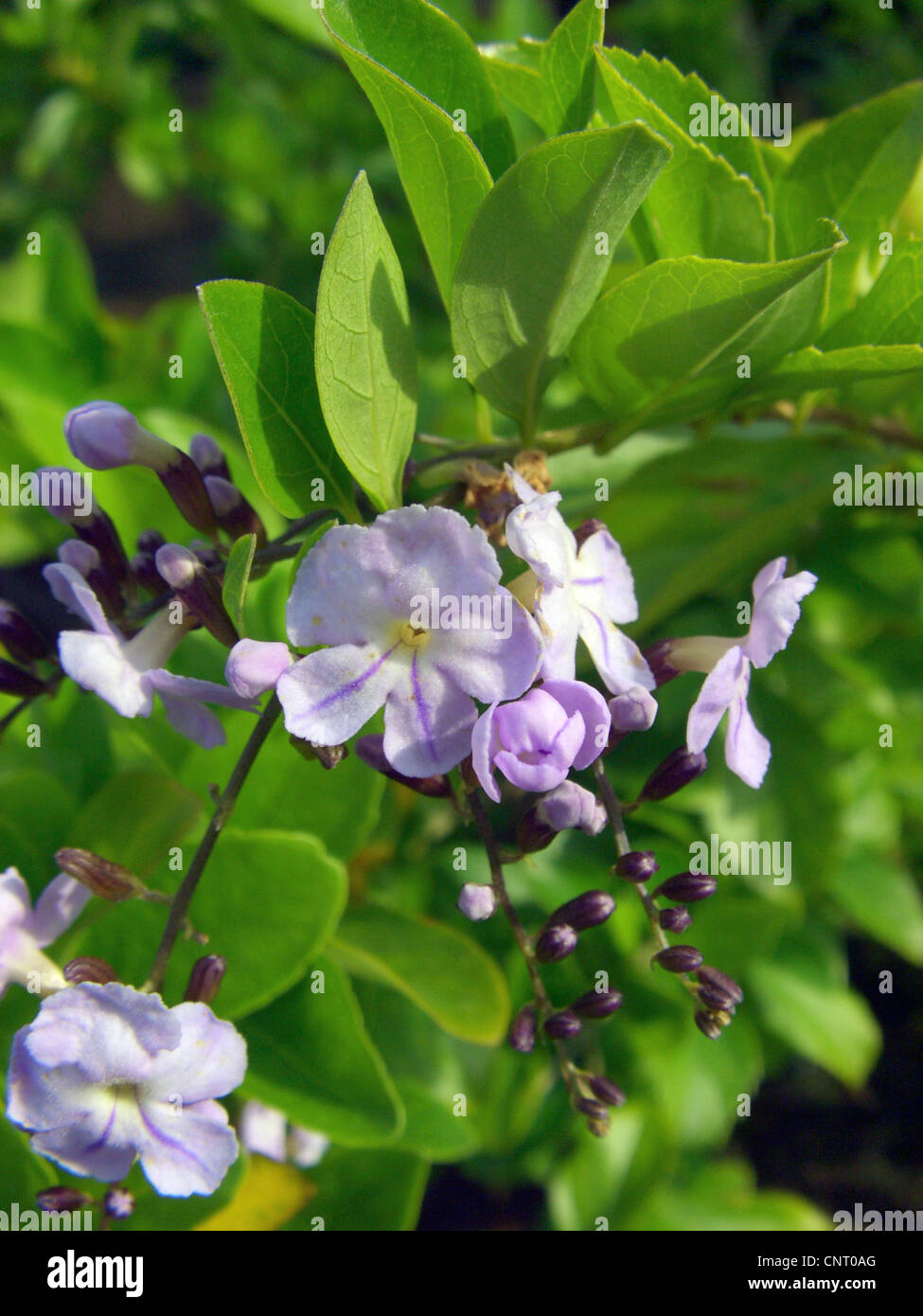 Blue sky flower, Pigeon berry (Duranta erecta, Duranta repens, Duranta plumieri), blooming Stock Photo