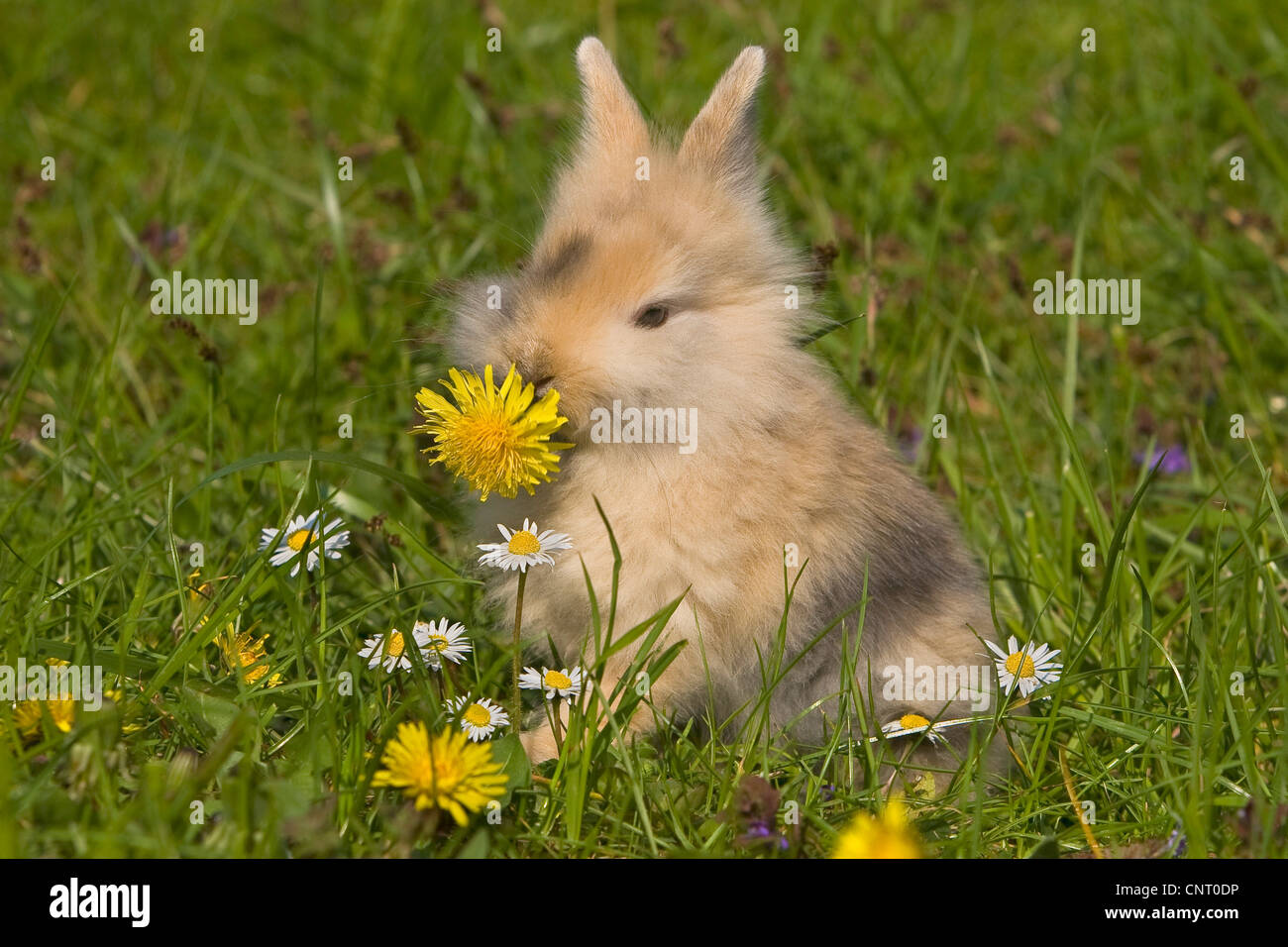 dwarf rabbit (Oryctolagus cuniculus f. domestica), feeding a dandelion