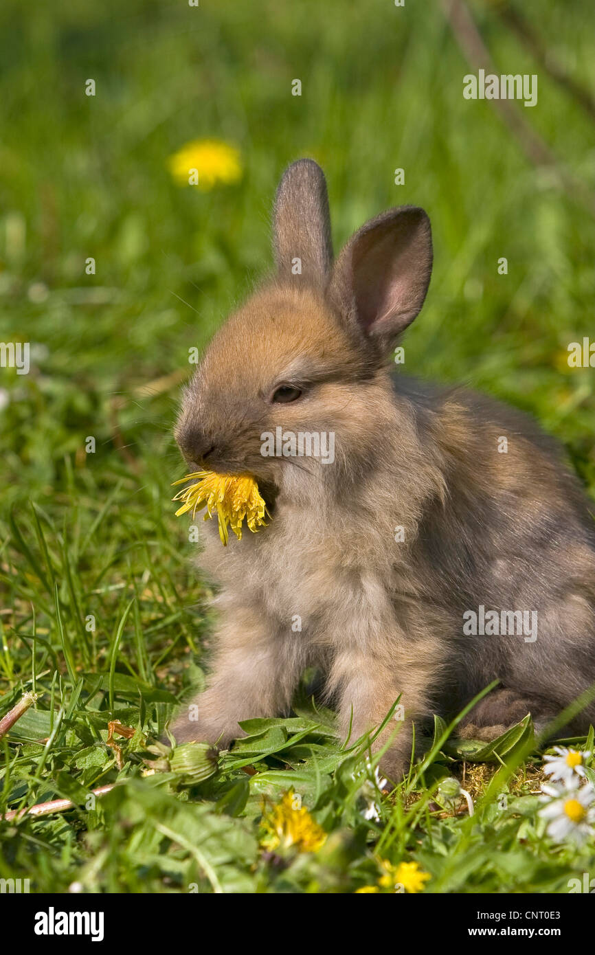 Brown rabbit section hi-res stock photography and images - Alamy