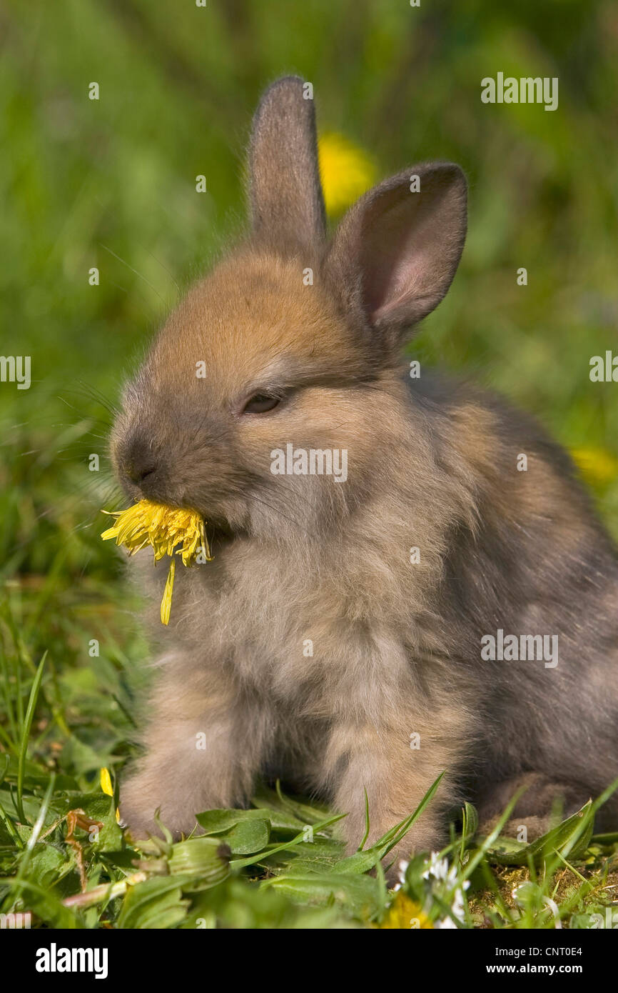 dwarf rabbit (Oryctolagus cuniculus f. domestica), feeding a dandelion