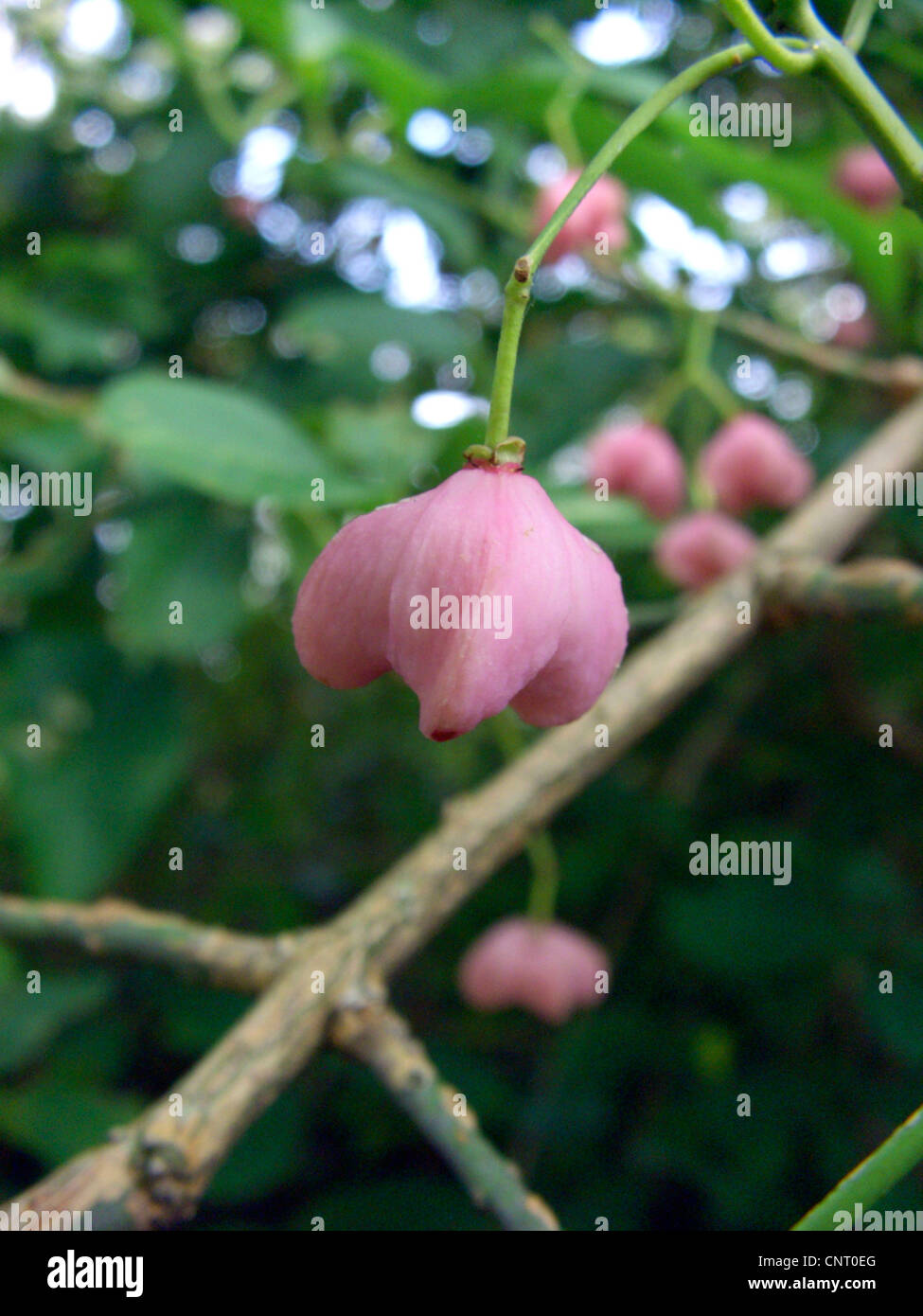 running strawberry-bush (Euonymus maackii, Euonymus hamiltonianus ssp. maackii), fruit Stock Photo