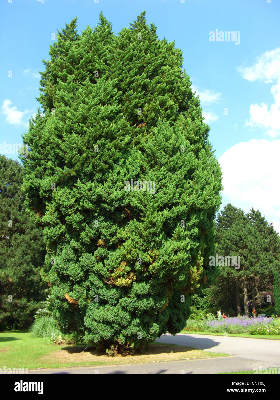 Chinese juniper (Juniperus chinensis 'Stricta', Juniperus chinensis Stricta), habit of sort  Stricta Stock Photo
