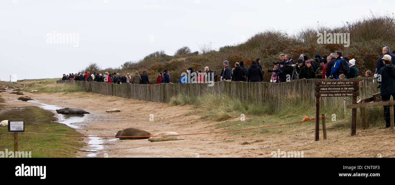 A busy day at the Donna Nook seal colony with visitors lining the fence