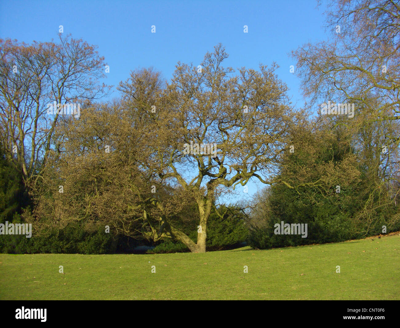 saucer magnolia (Magnolia x soulangiana, Magnolia soulangiana, Magnolia