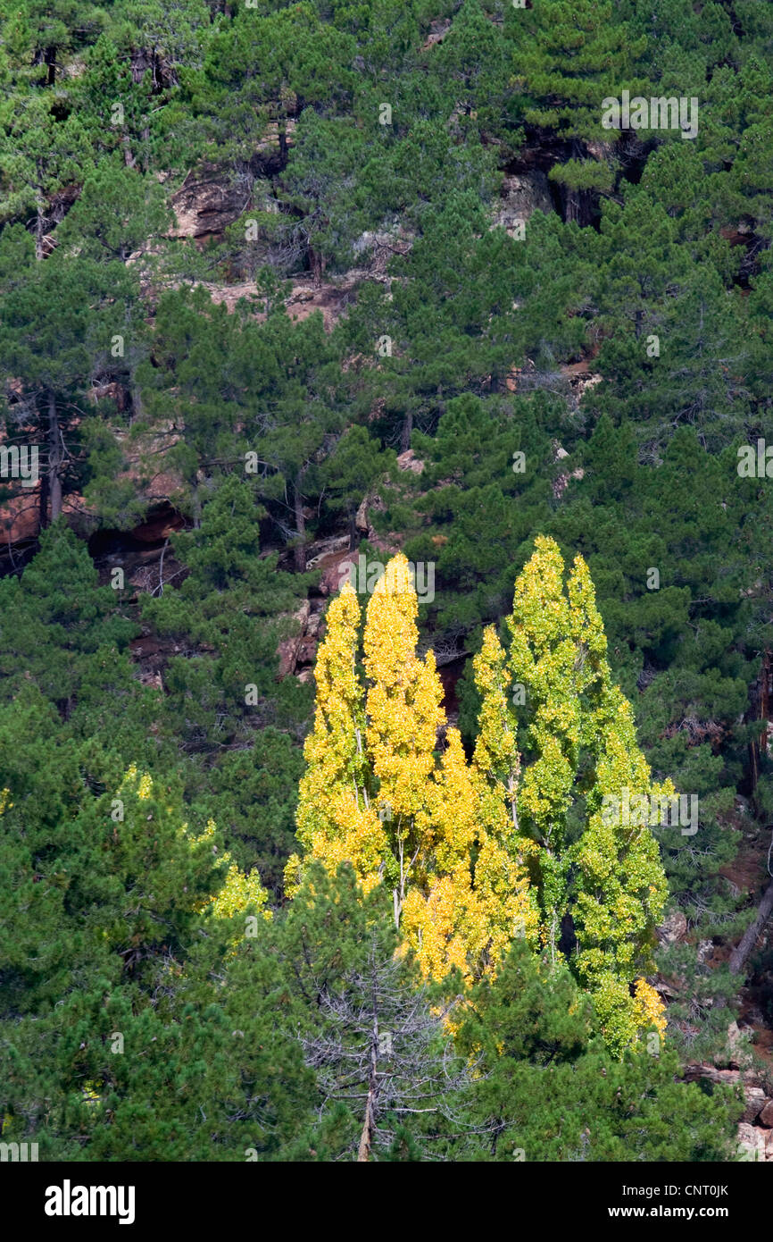 white poplar, silver-leaved poplar, abele (Populus alba), between pine forest in autumn, Spain, Aragon, Pinares de rodeno, Teruel Stock Photo