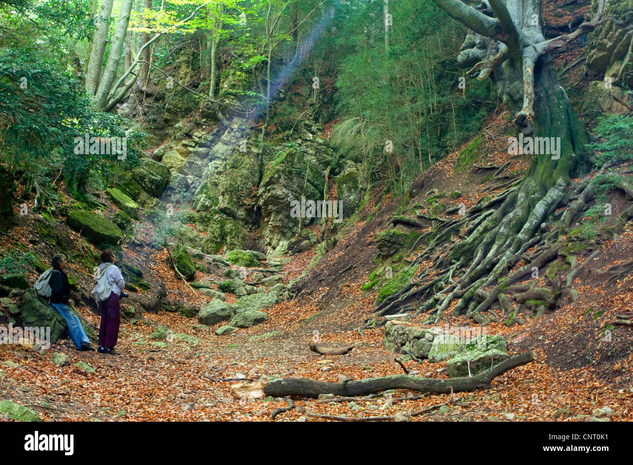 Light beam over two persons in a beech forest, Spain, Katalonia, Els Ports natural park, Tarragona Stock Photo