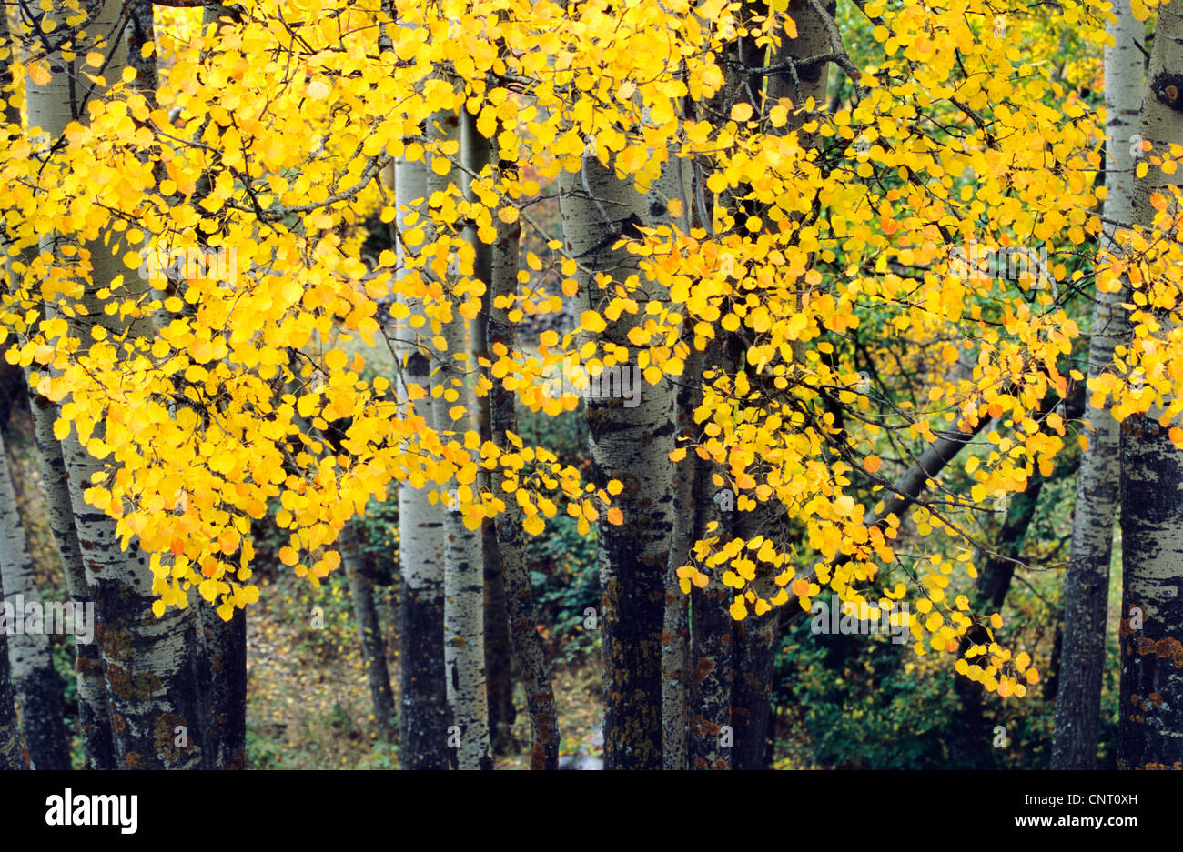 common birch, silver birch, European white birch, white birch (Betula
