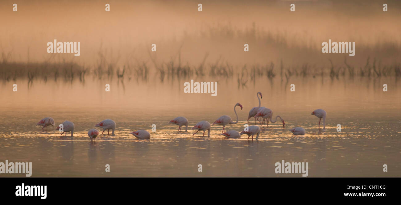 greater flamingo (Phoenicopterus roseus, Phoenicopterus ruber roseus), in morning mist in the Gialova lagoon, Greece, Peloponnes, Messinien, Pylos Stock Photo