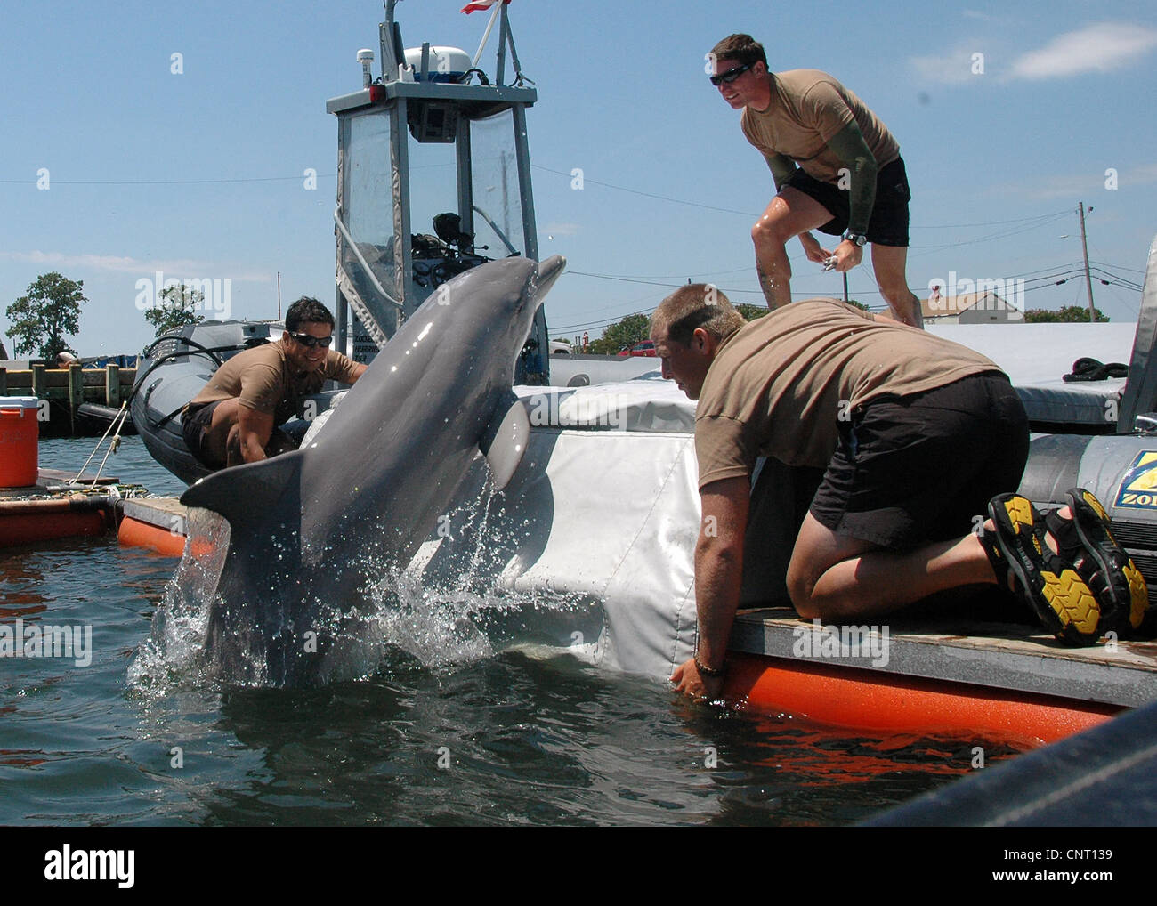 Members of the Marine Mammal Company, Explosive Ordnance Disposal Mobile Unit work with a bottle nose dolphin at Joint Expeditionary Base Little Creek-Fort Story June 8, 2010 in Little Creek, VA. Stock Photo