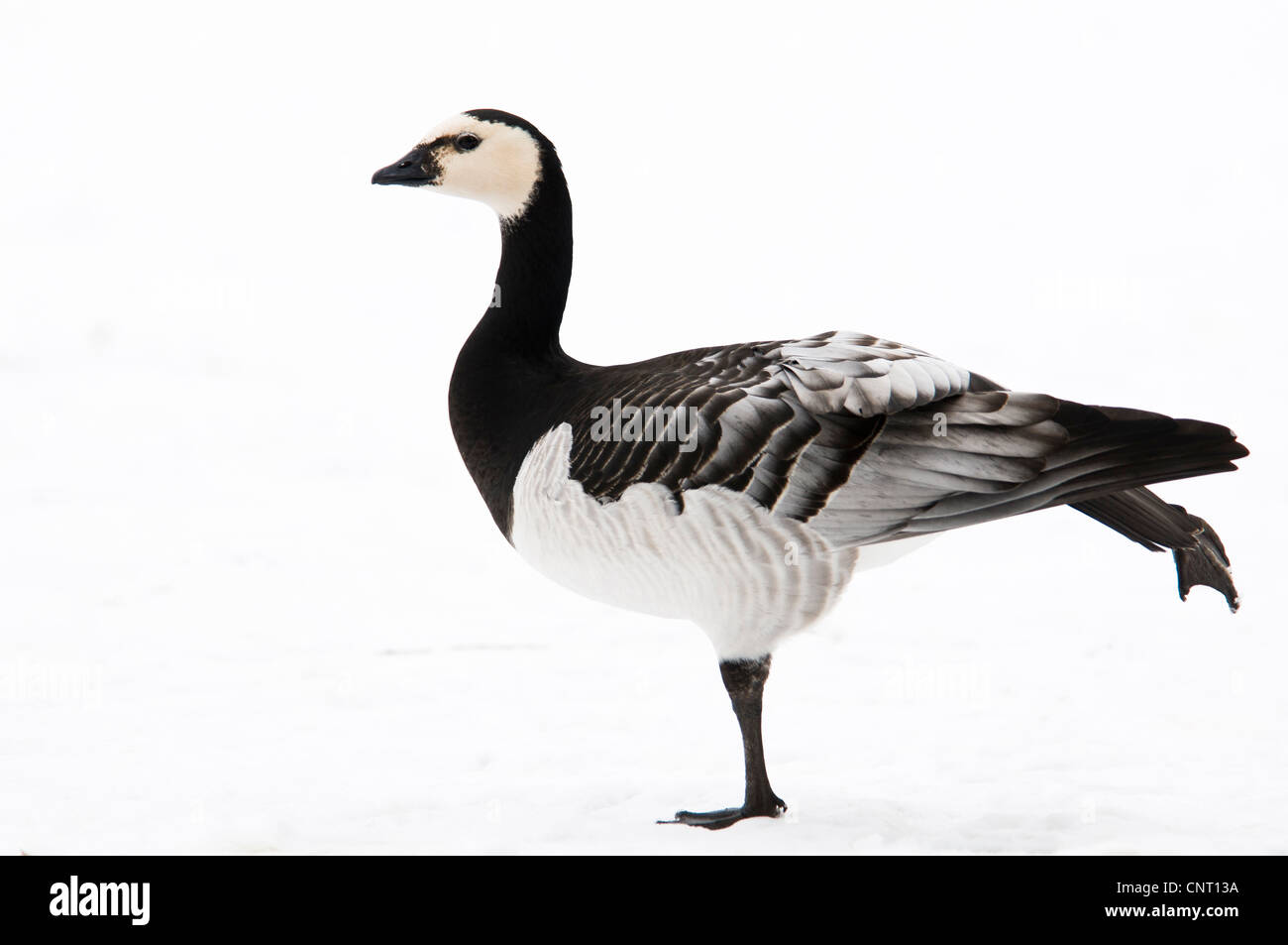 A barnacle goose (Branta leucopsis) standing in the snow and running one leg over its wing. Regent's Park, London. January. Stock Photo