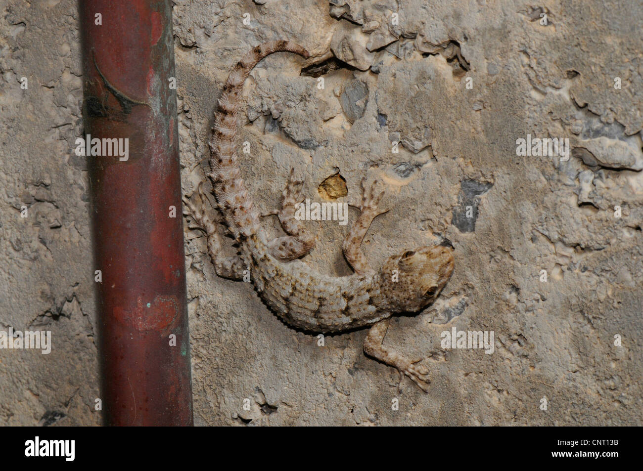 Kotschy's gecko (Mediodactylus kotschyi, Cyrtodactylus kotschyi), at a concrete wall, Greece, Peloponnes Stock Photo