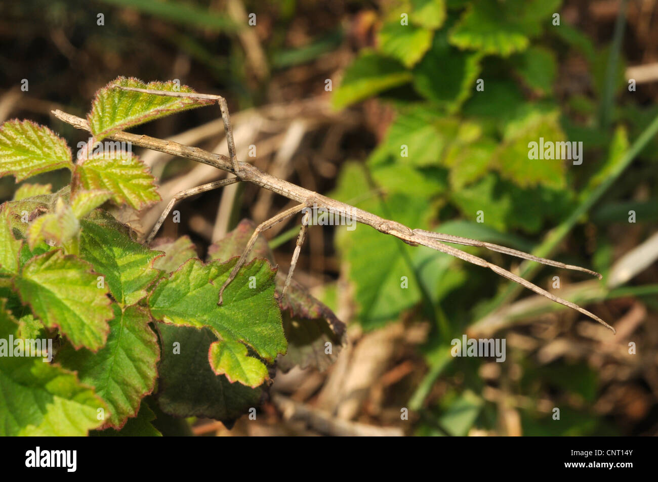 walking sticks, stickinsects (Phasmatidae, Phasmida), european walking