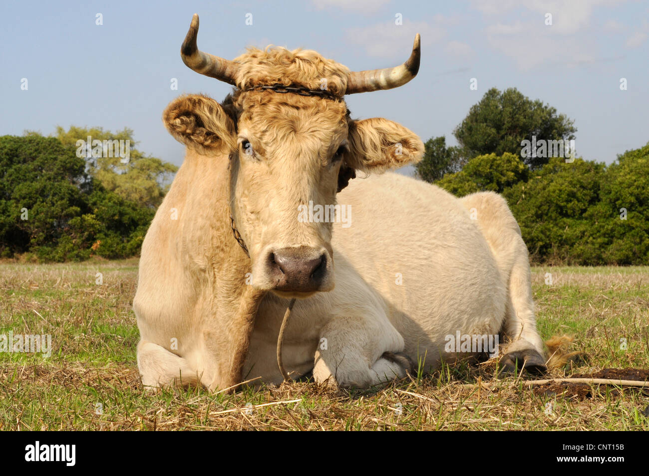 domestic cattle (Bos primigenius f. taurus), lying on a pasture, Greece