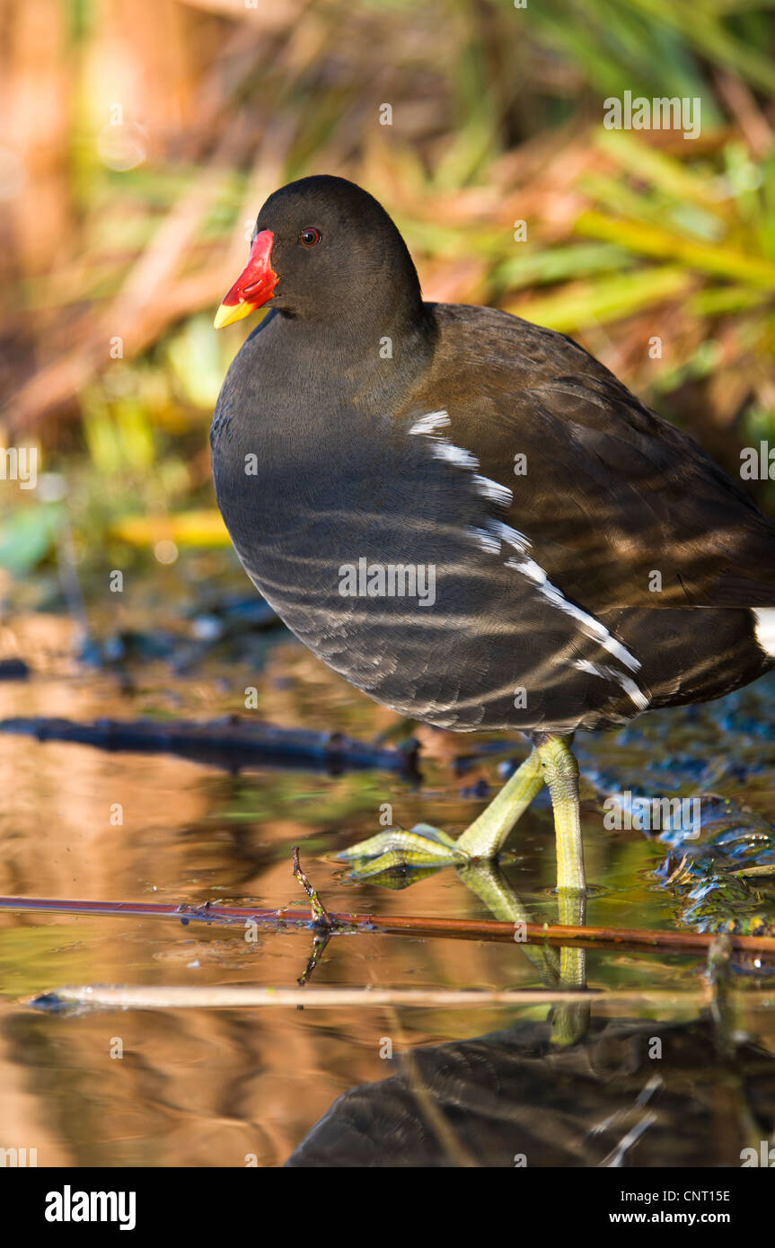 Chest Ripples Ripples reflecting on the chest of a moorhen (Gallinula chloropus) at ...