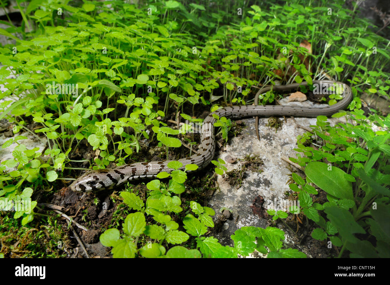 European glass lizard, armored glass lizard (Ophisaurus apodus