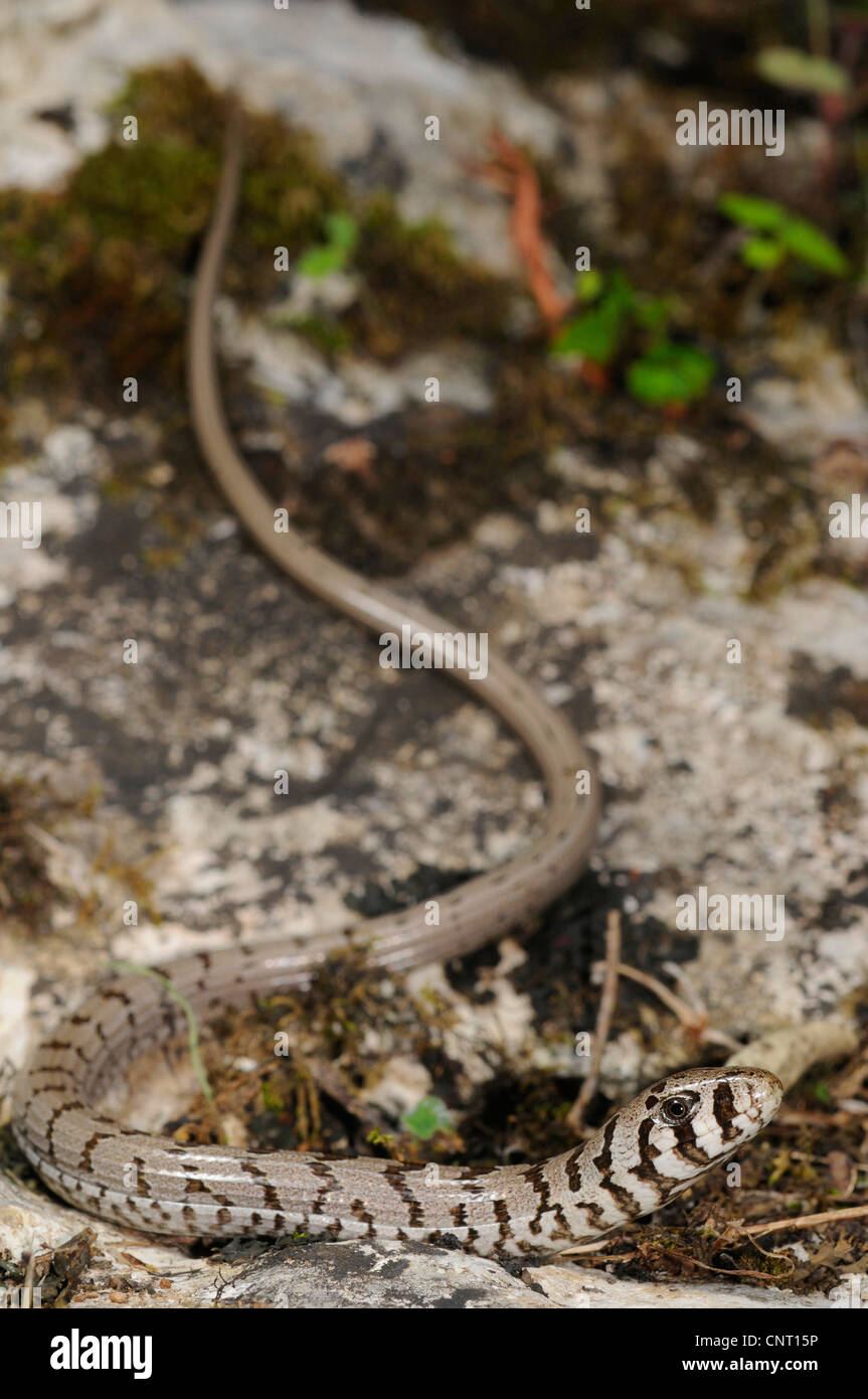 European glass lizard, armored glass lizard, Balkan Glass lizard