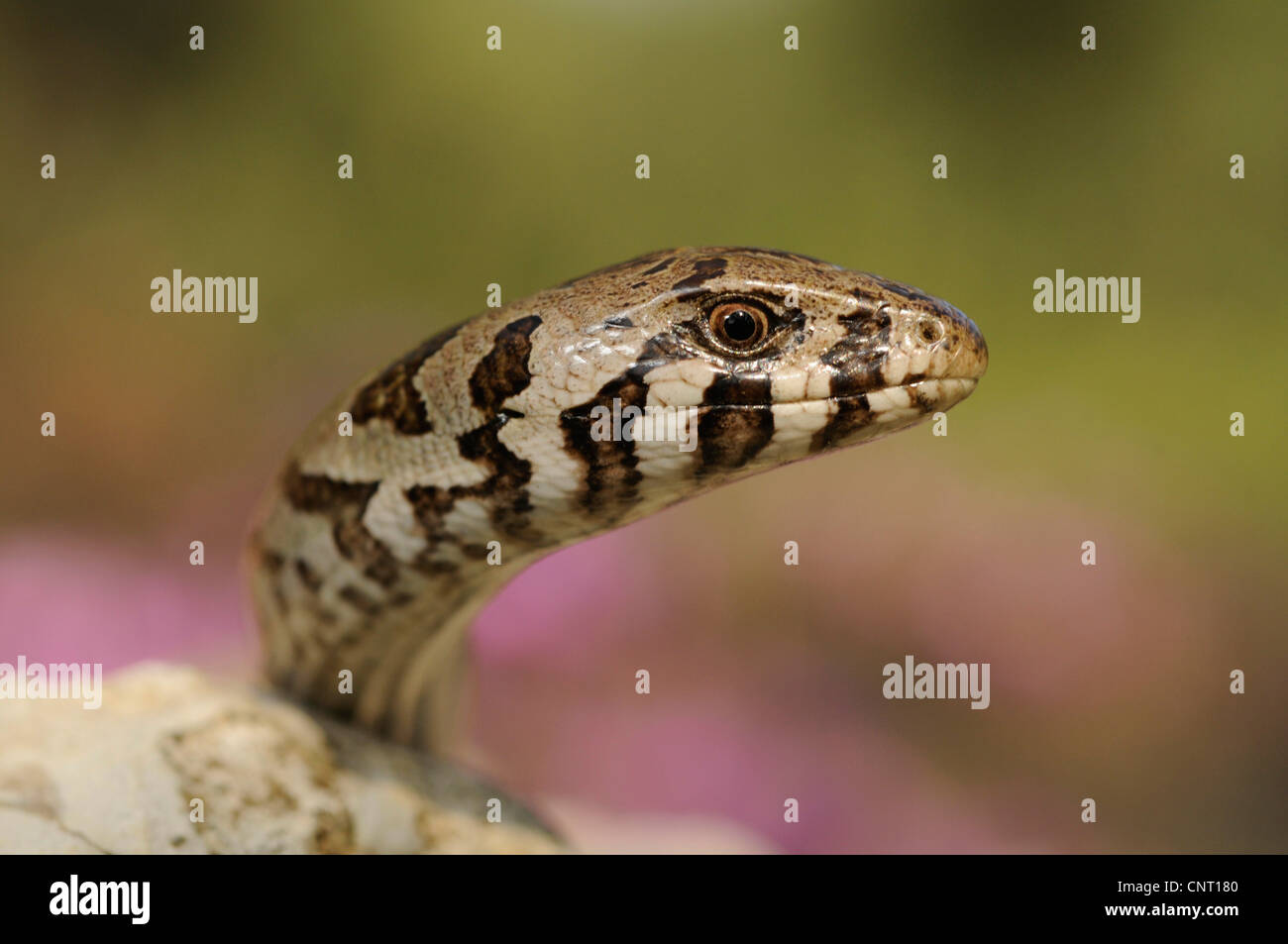 European glass lizard, armored glass lizard (Ophisaurus apodus