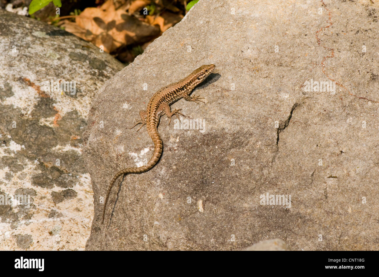 common wall lizard (Lacerta muralis, Podarcis muralis), female, Switzerland Stock Photo