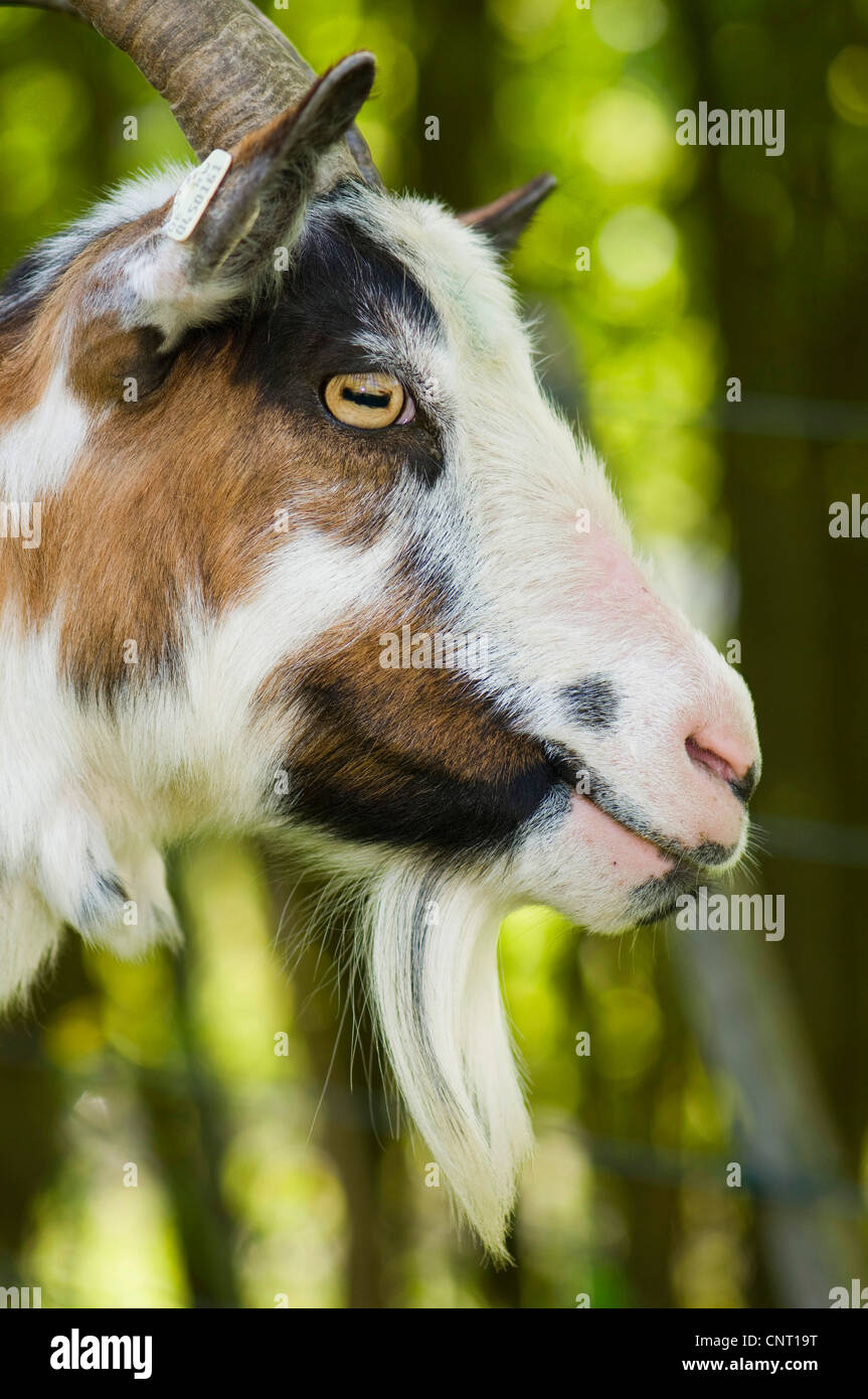 domestic goat (Capra hircus, Capra aegagrus f. hircus), portrait of a goat buck, Germany Stock Photo
