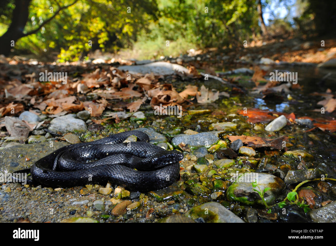 dice snake (Natrix tessellata), black morph, Greece, Creta Stock Photo