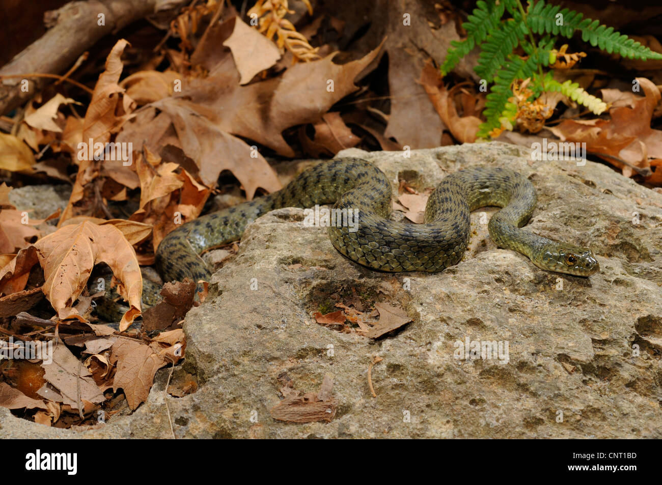 dice snake (Natrix tessellata), on a stone, Greece, Creta, Kournas See Stock Photo