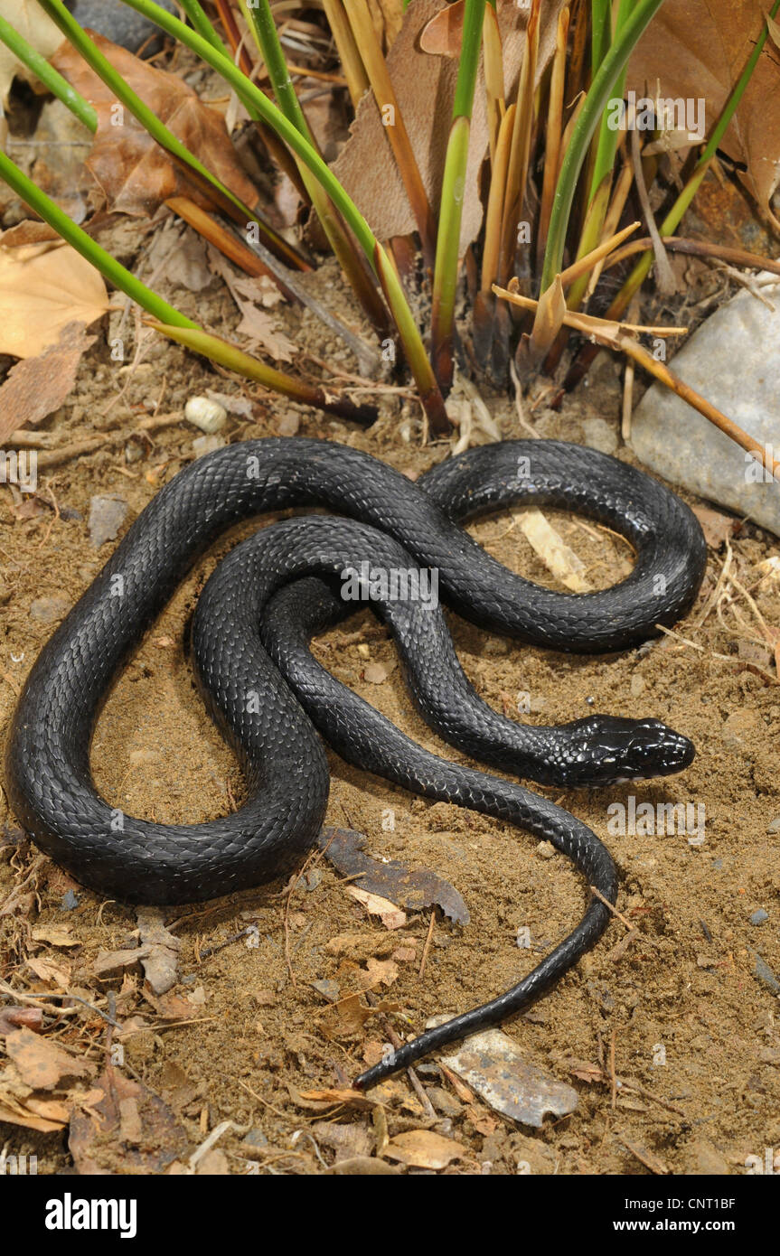 dice snake (Natrix tessellata), black morph, Greece, Creta Stock Photo
