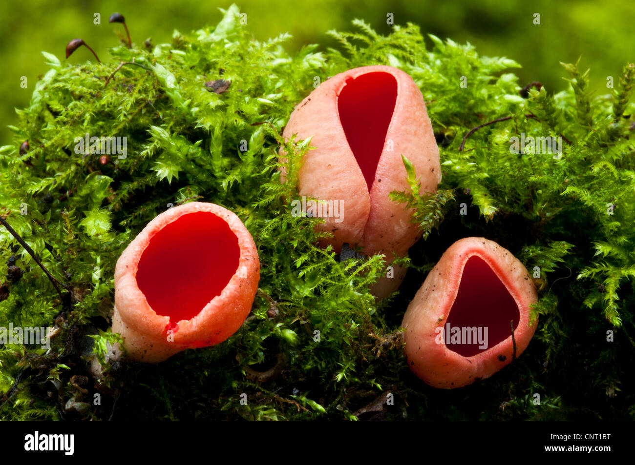Scarlet elfcup fungi (Sarcoscypha austriaca) growing from moss covered dead wood at Sevenoaks Wildlife Reserve, Kent. February. Stock Photo