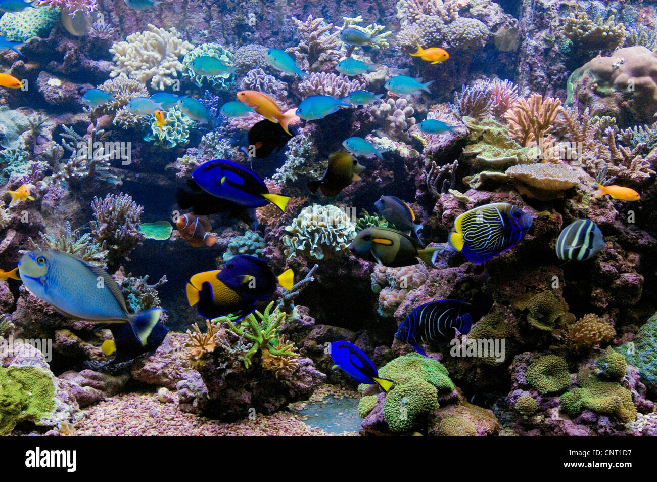 horn corals (Acropora spec.), Large and stunning coral reef aquarium with stony corals (mainly Acropora spp.) and fishes Stock Photo