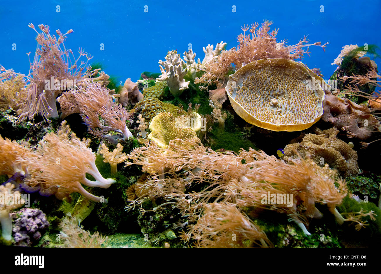 pulse corals, waving hand polyps (Xenia spec.), Coral reef aquarium with lots of soft corals including a number of Xenia-colonies Stock Photo