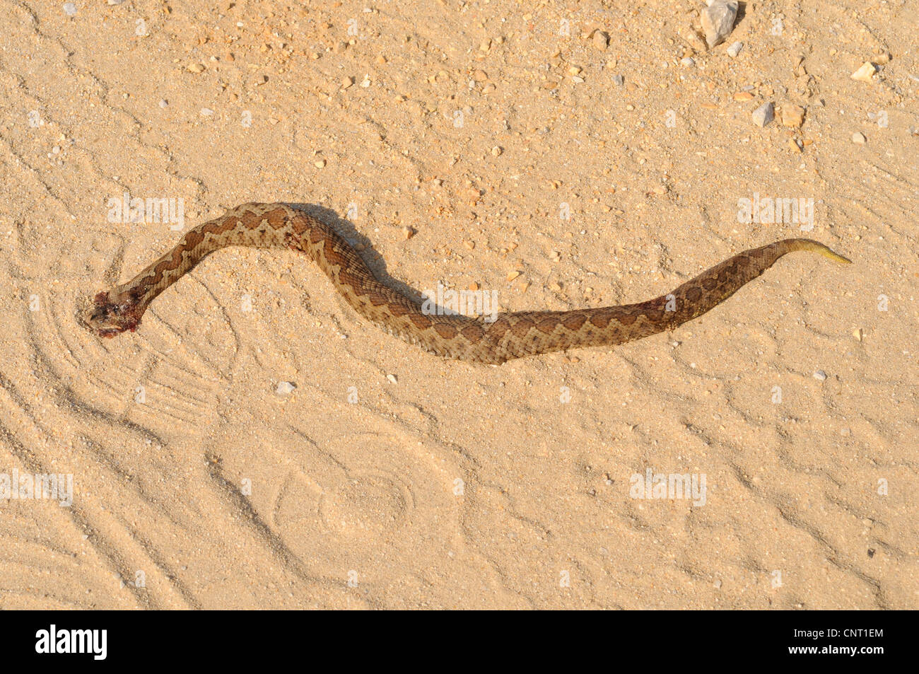 sand viper, nosehorned viper (Vipera ammodytes), struck sand viper