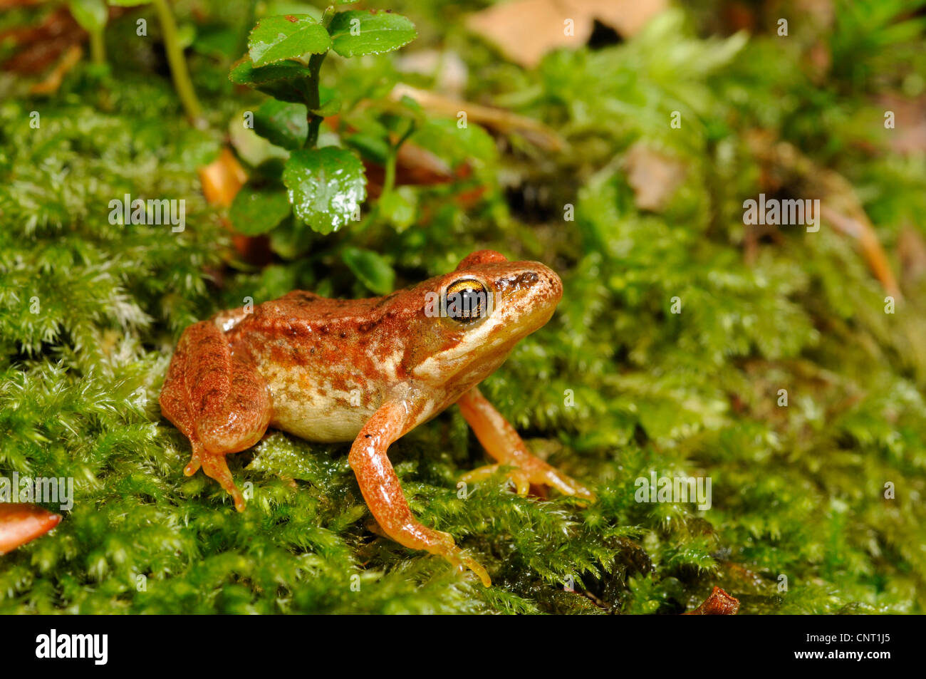 Iberian frog, Spanish frog (Rana iberica), juvenile on moss, Portugal, Nationalpark Peneda Geres Stock Photo