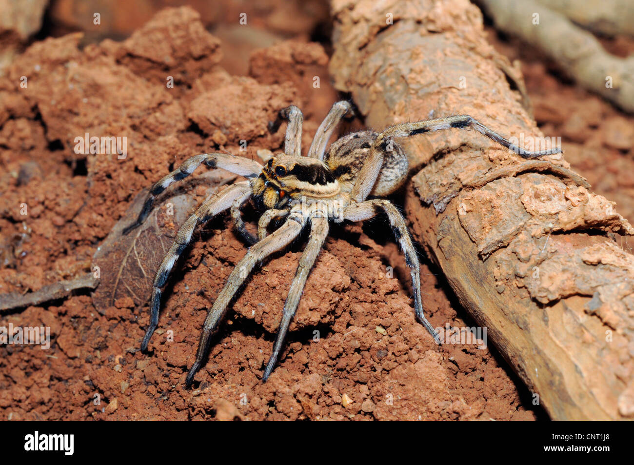 European tarantula (Lycosa praegrandis), on the ground at a stem