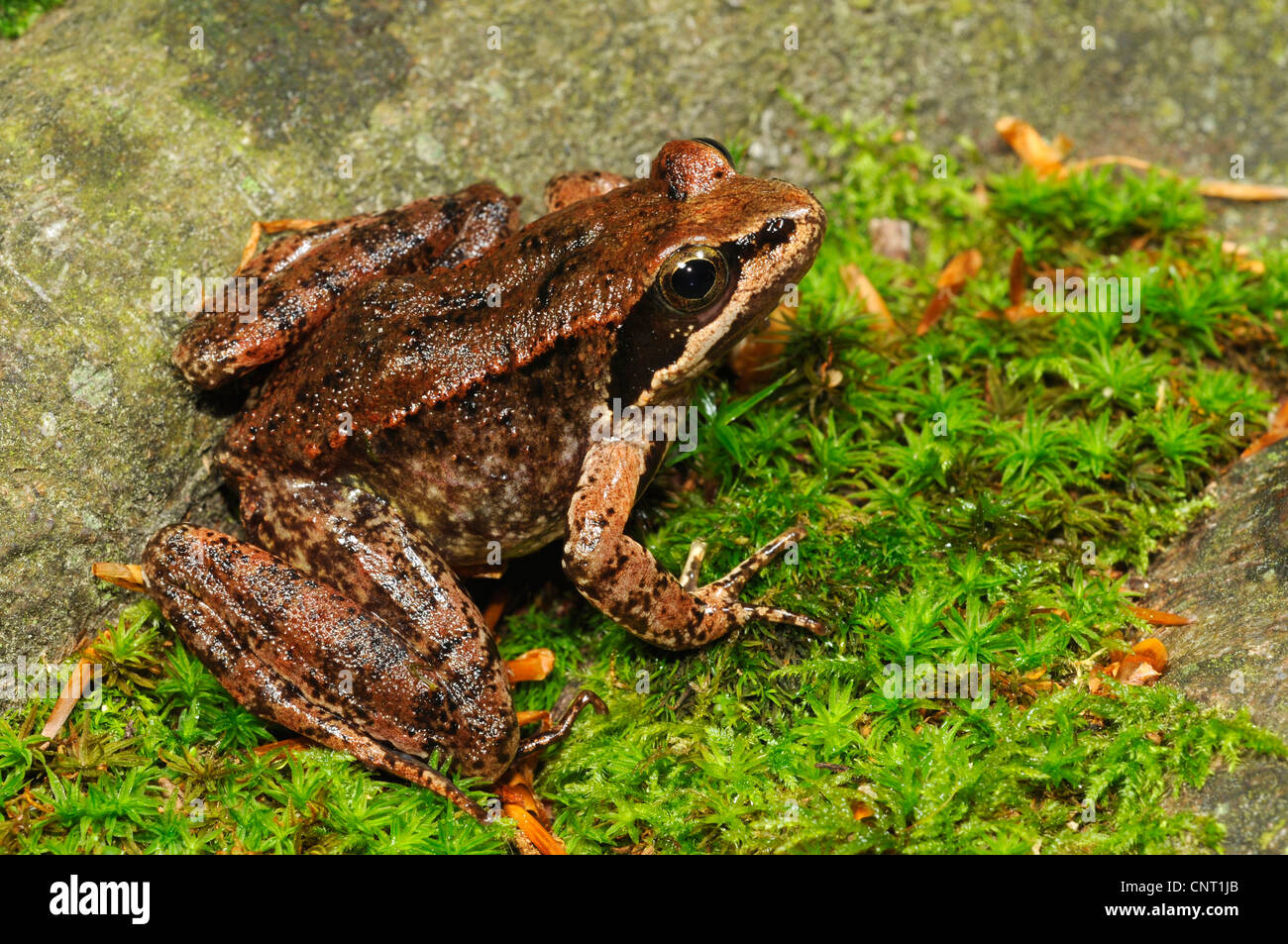 Iberian frog, Spanish frog (Rana iberica), on moss, Portugal, Nationalpark Peneda Geres Stock Photo
