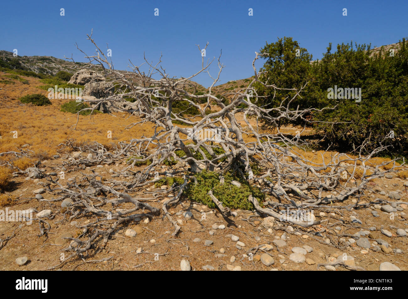 remainings of shrubs in a grazed Phrygana on Creta, Greece, Creta Stock Photo