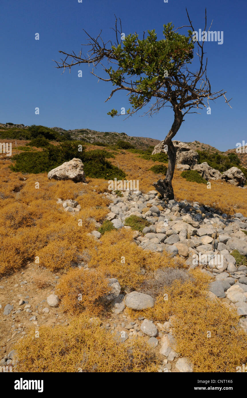 carob, carob bean, St. John's bread (Ceratonia siliqua), short grown