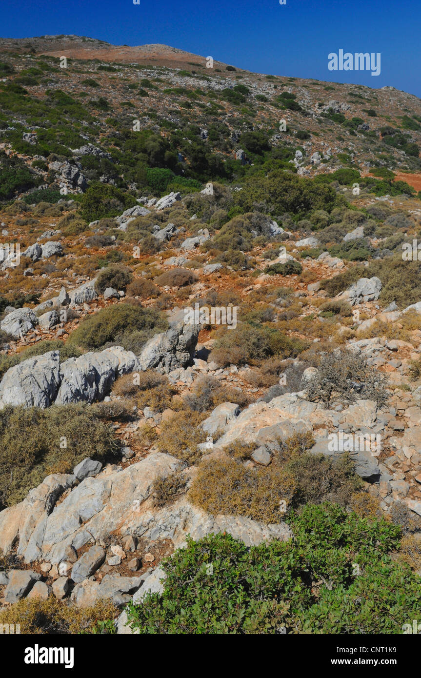 Phrygana in the mountains on Creta, Greece, Creta Stock Photo
