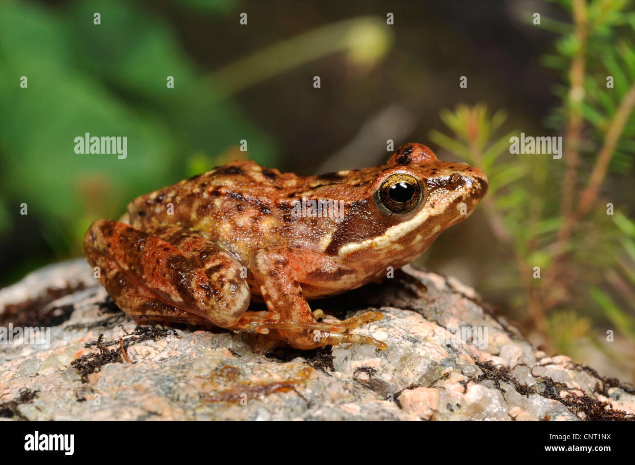 Iberian frog, Spanish frog (Rana iberica), on stone, Portugal, Nationalpark Peneda Geres Stock Photo