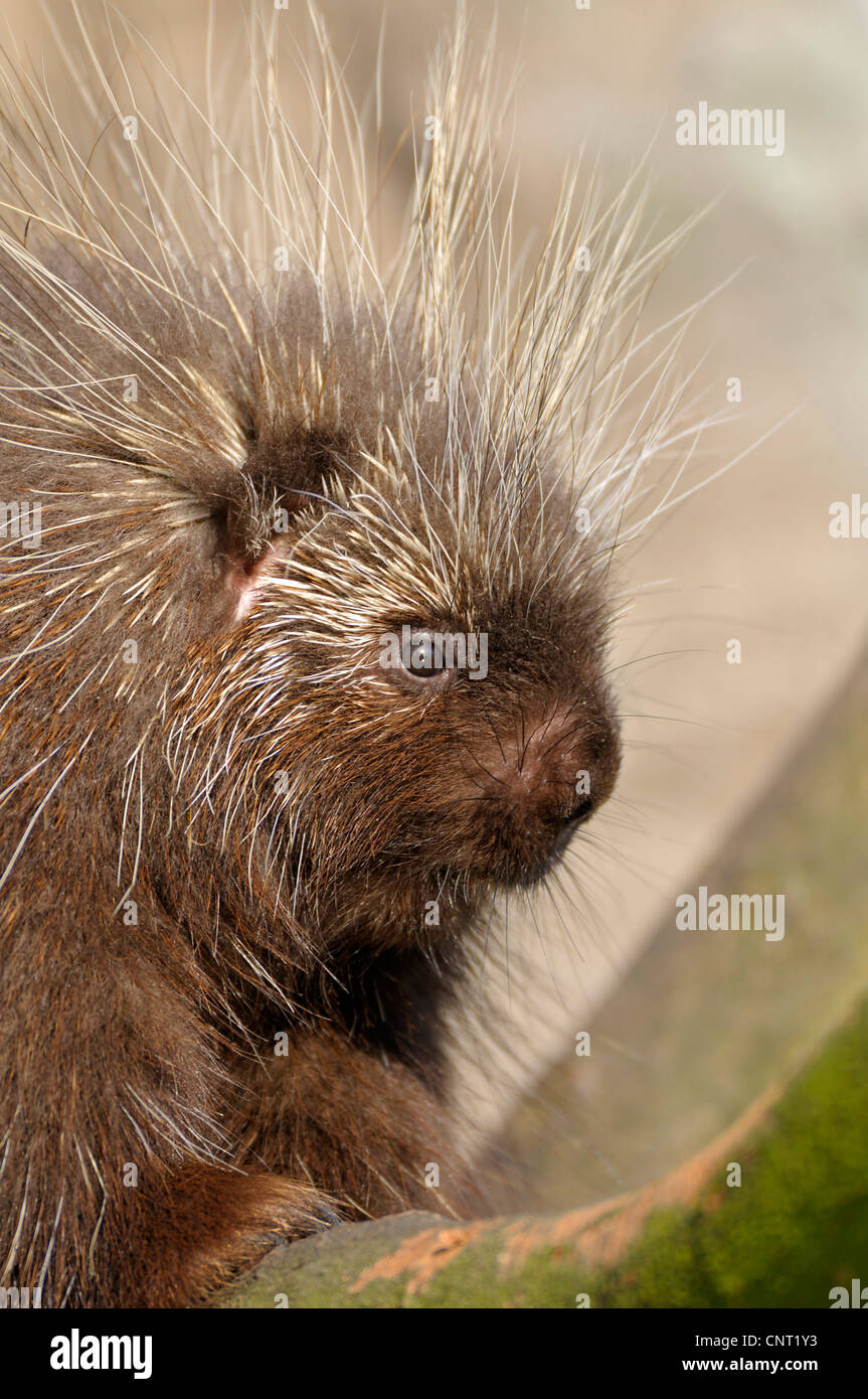 North American porcupine (Erethizon dorsatum), portrait Stock Photo