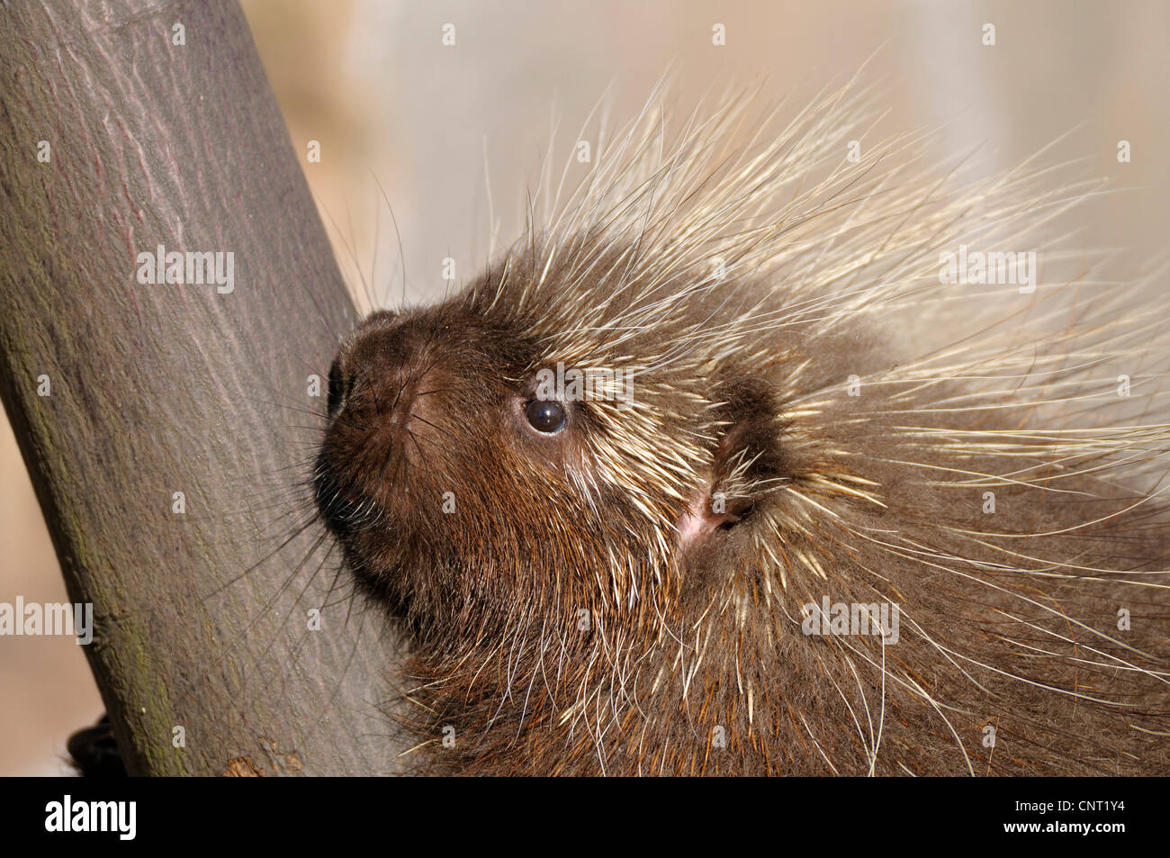 North American porcupine (Erethizon dorsatum), portrait Stock Photo