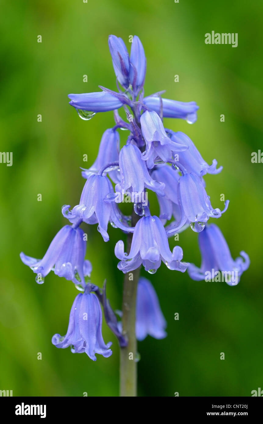 Hybrid Bluebell (Hyacinthoides x massartiana, Hyacinthoides x variabilis, Hyacinthoides hispanica x Hyacinthoides non-scripta), inflorescence with drops of water after rainfall Stock Photo