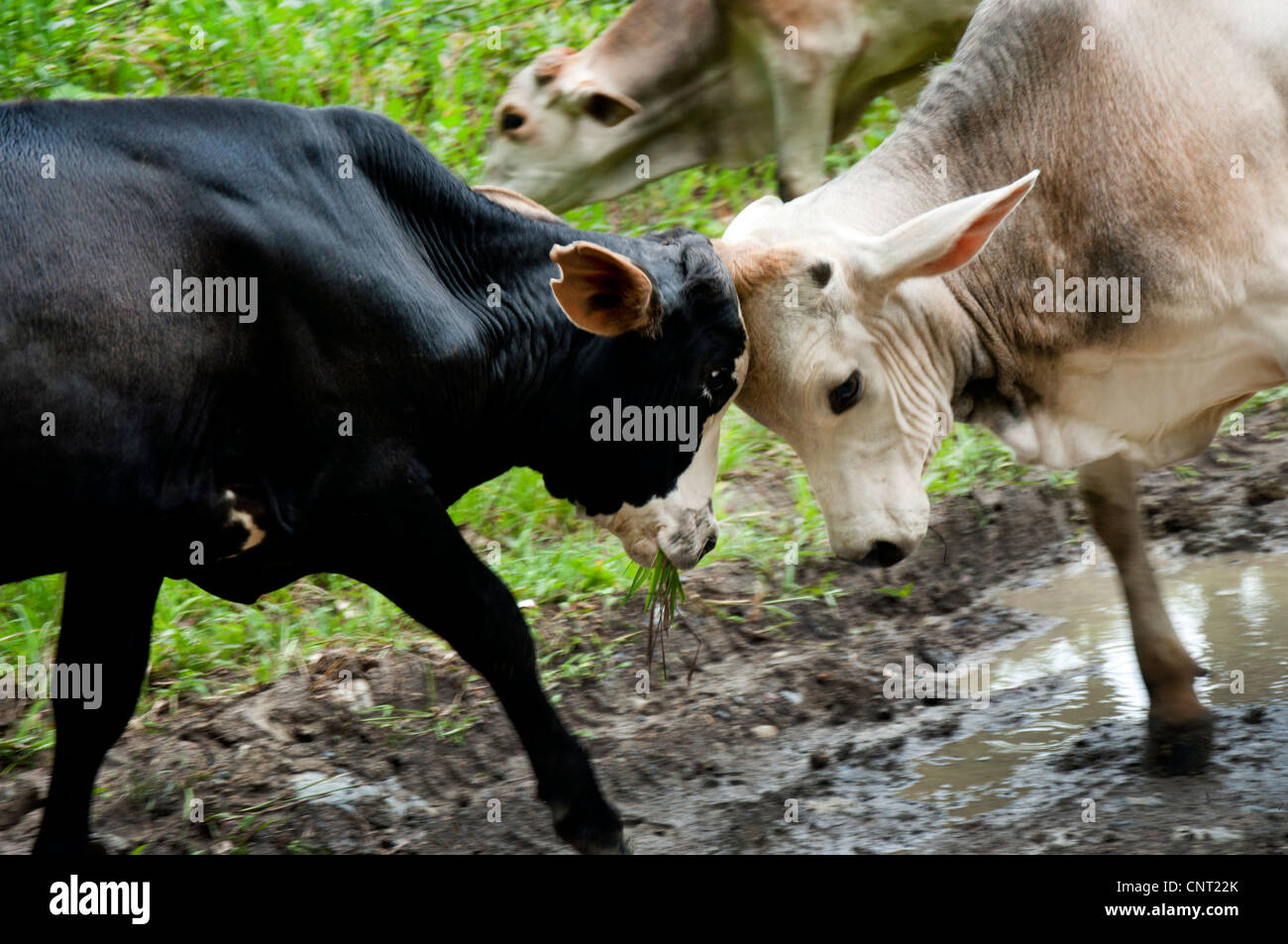Confrontation with cattle hi-res stock photography and images - Alamy