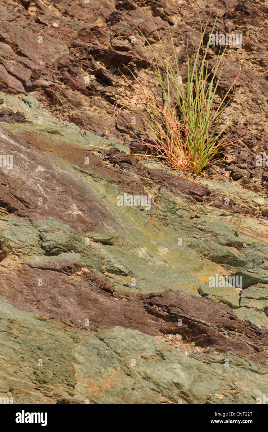 grass growing on rock, Greece, Creta Stock Photo - Alamy