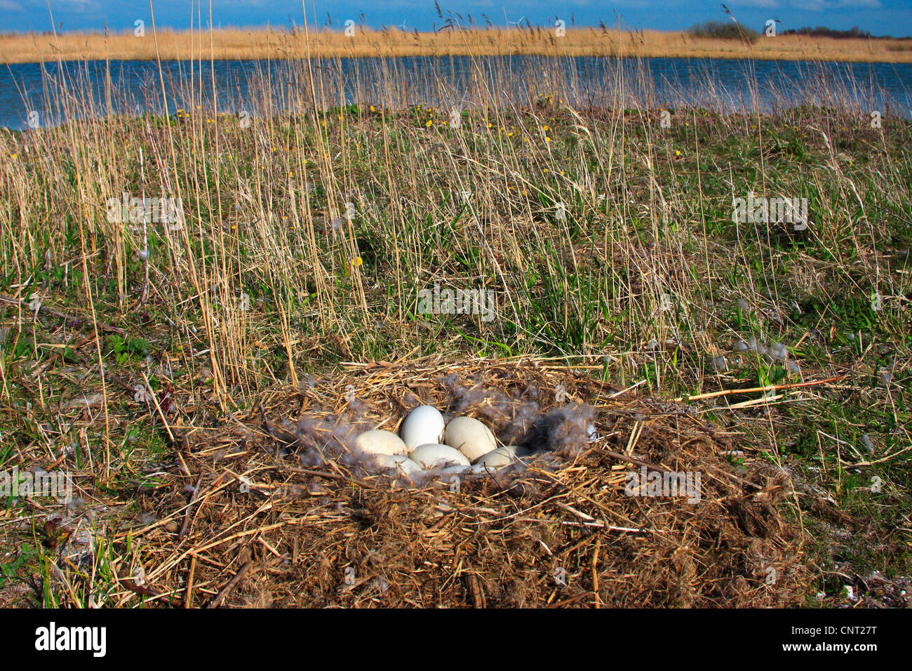 Canada goose (Branta canadensis), nest with eggs, Netherlands, Frisia, Makkum Stock Photo