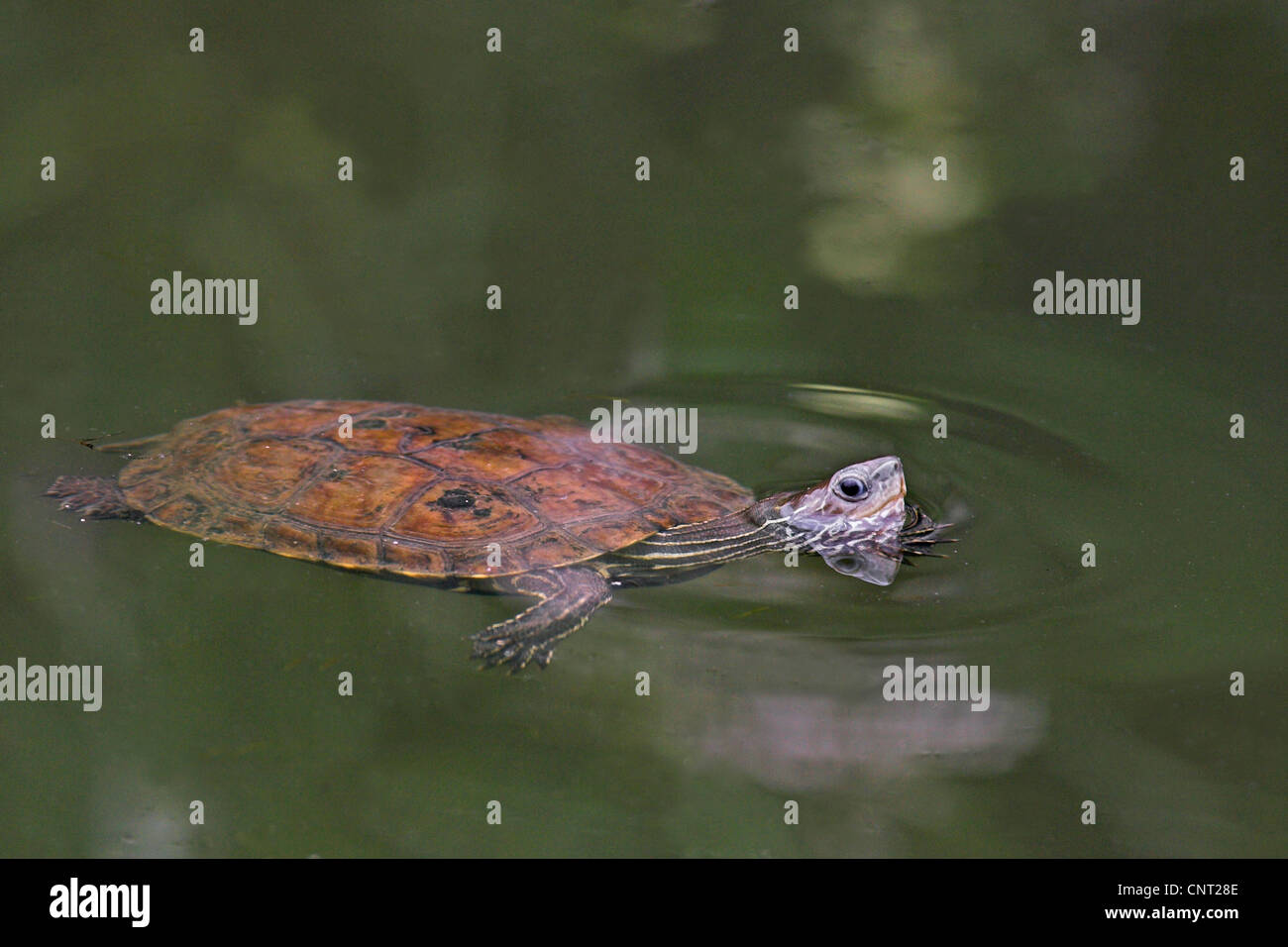 Caspian Pond Turtle (Mauremys caspica), swimming, Greece, Lesbos Stock Photo