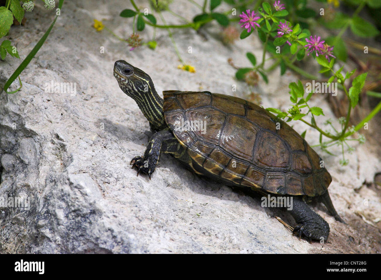 Caspian Pond Turtle (Mauremys caspica), on a rock, Greece, Lesbos Stock Photo