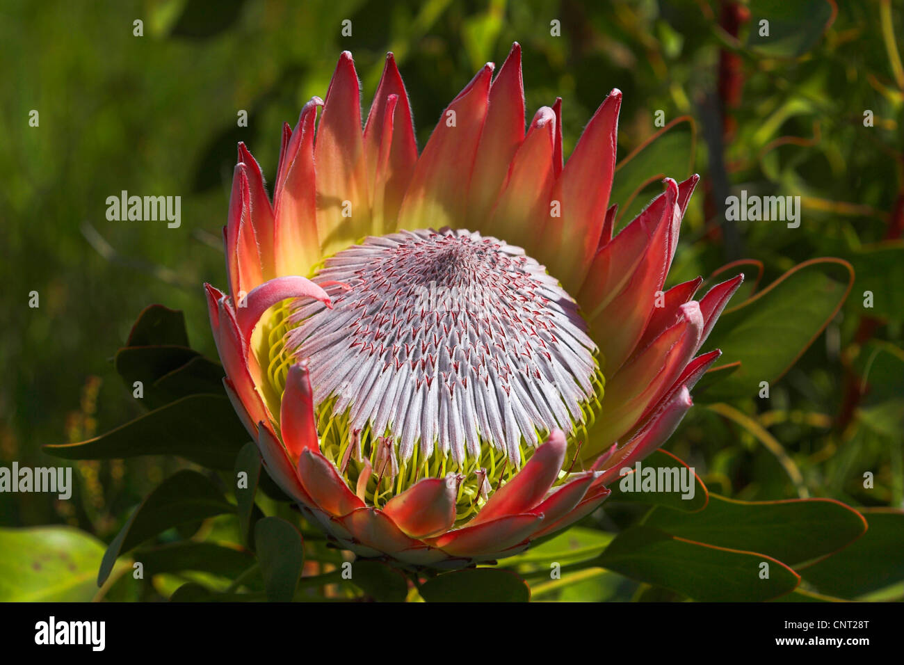 King Protea (Protea cynaroides), inflorescence, national flower of South Africa, South Africa Stock Photo