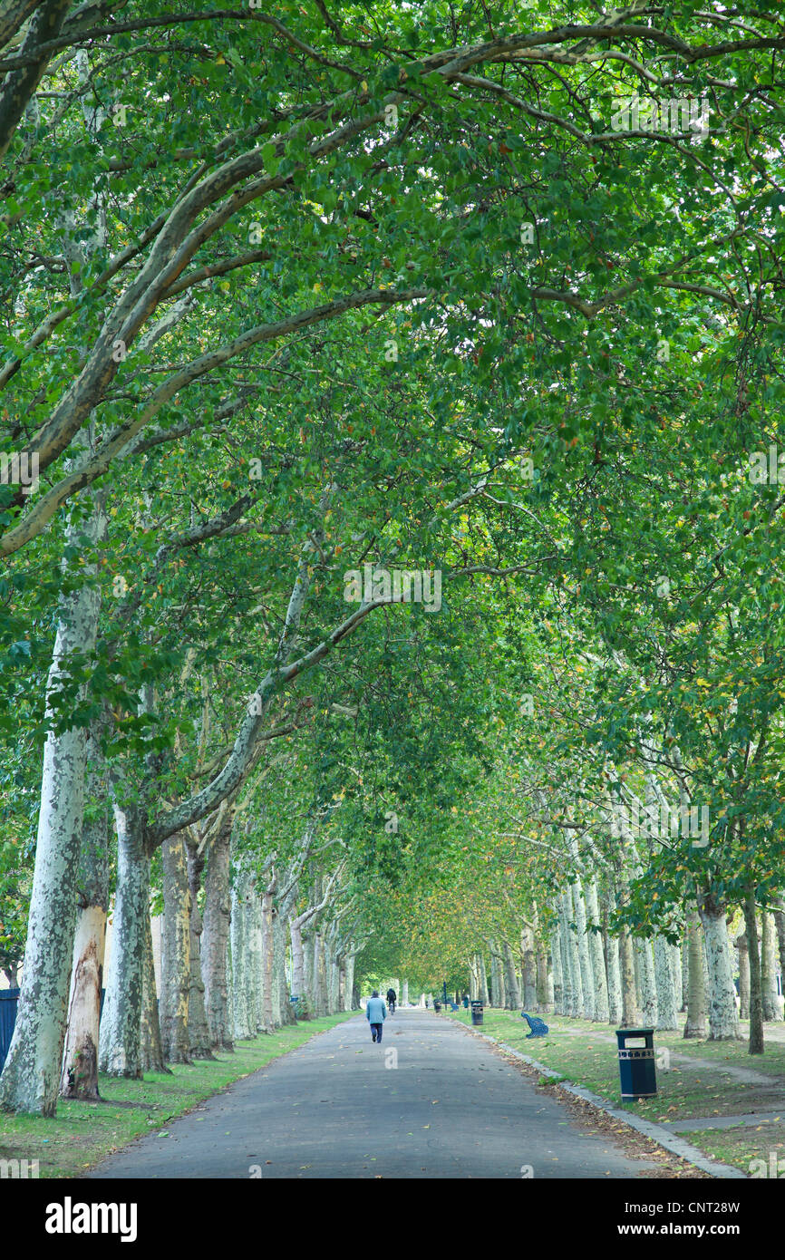 Avenue of trees in Victoria Park, East London, UK, Summer, Leaves, Green, Urban, Enviroment, Plane Trees Stock Photo